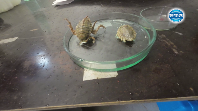 За храненето, размножаването и придвижването на видовете риби и ракообразни край остров Ливингстън разказа за БТА доц. д-р Тихомир Стефанов