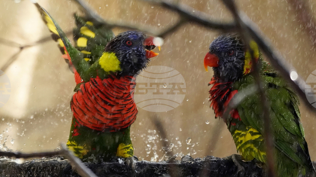 Смяната на пола при птиците е по-често срещана, отколкото се смяташе, показва ново изследване