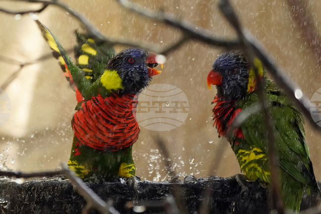 Смяната на пола при птиците е по-често срещана, отколкото се смяташе, показва ново изследване