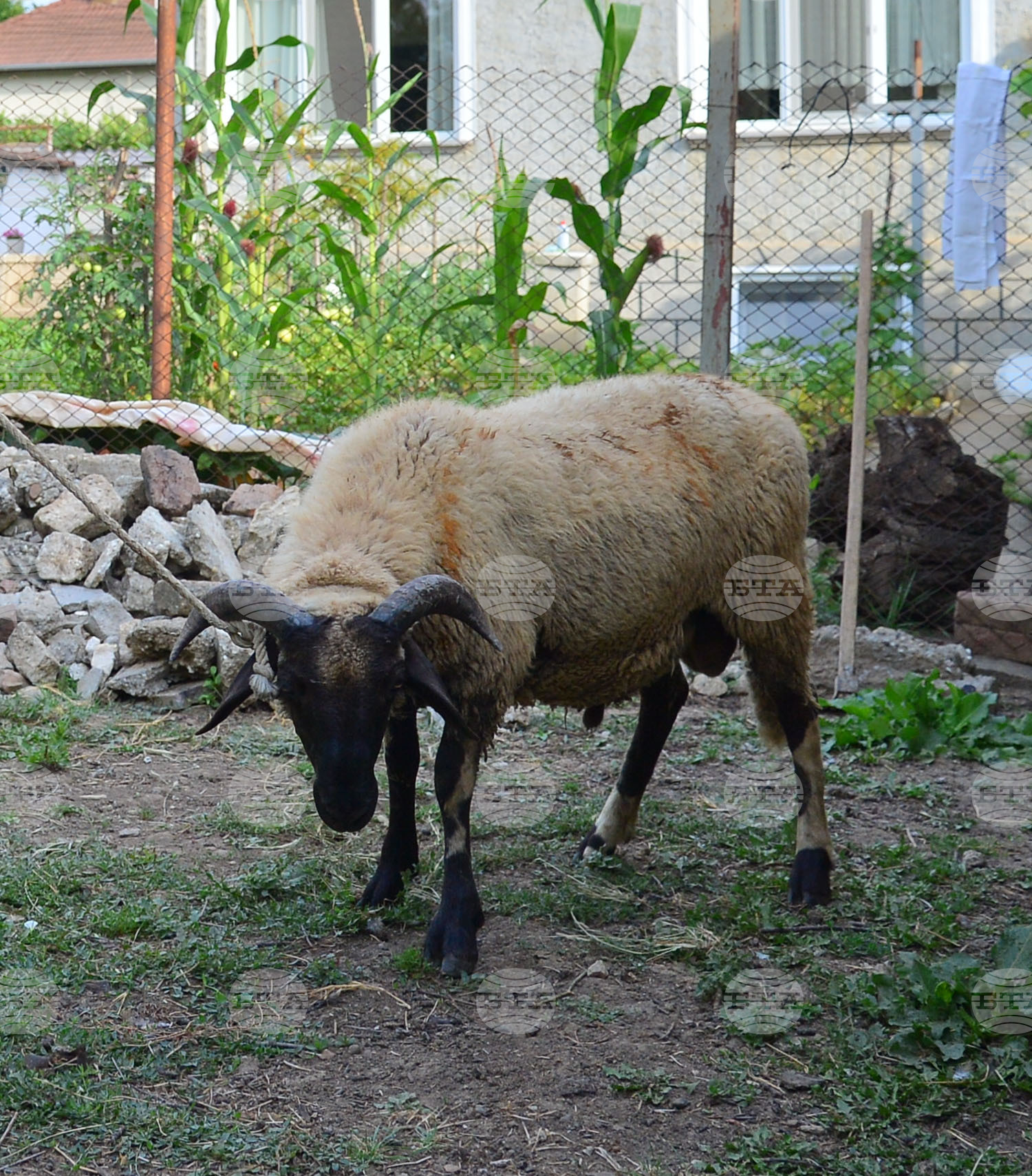 Исперих - Курбан байрам - ритуал