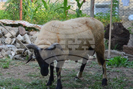 Исперих - Курбан байрам - ритуал