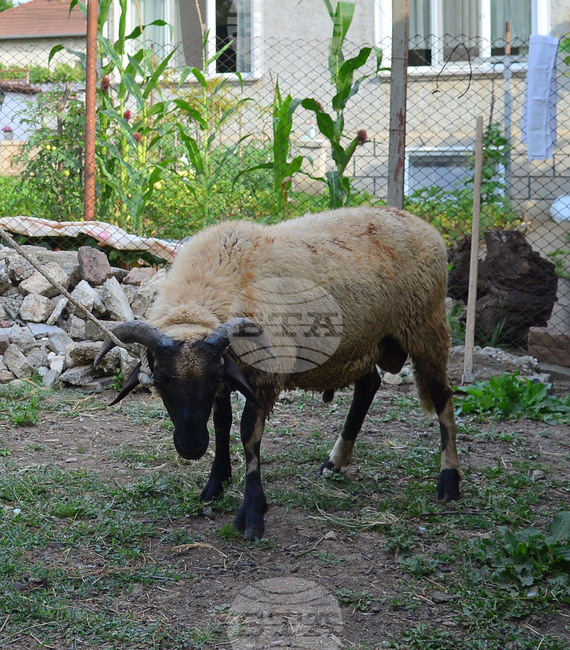 Исперих - Курбан байрам - ритуал