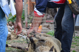 Исперих - Курбан байрам - ритуал