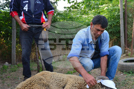 Исперих - Курбан байрам - ритуал