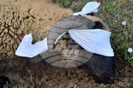 Исперих - Курбан байрам - ритуал