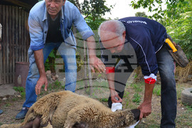 Исперих - Курбан байрам - ритуал