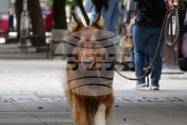 Благоевград - етюди