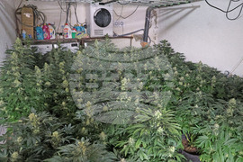 Варна - наркооранжерия