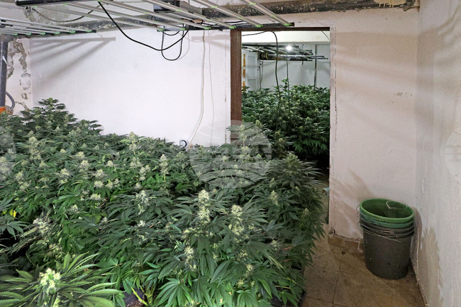 Варна - наркооранжерия