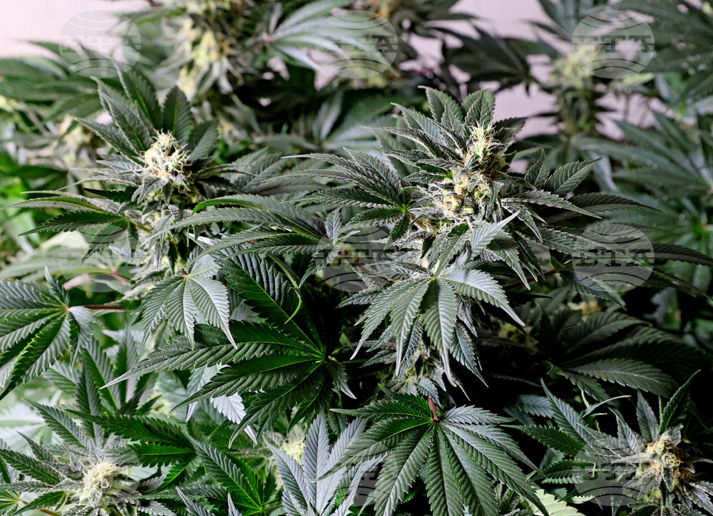 Трима души са задържани във Варна за престъпни дейности, свързани с производството и разпространение на наркотици