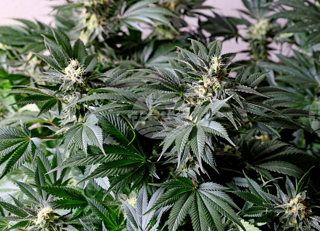 Трима души са задържани във Варна за престъпни дейности, свързани с производството и разпространение на наркотици