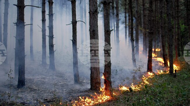 Пожар гори на площ около 800 декара в гора и сухи треви между селата Драганица и Черкаски в община Вършец
