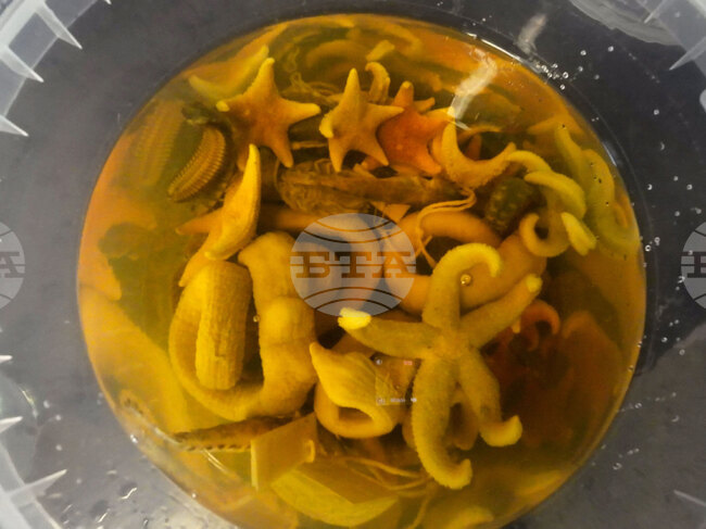 Ichthyologist Tihomir Stefanov on Foraging, Reproduction of Fish and Crustaceans near Livingston Island