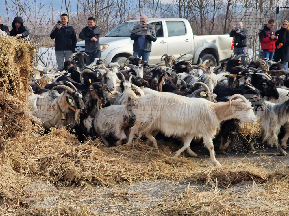 Ново Делчево - протест - земеделски производители