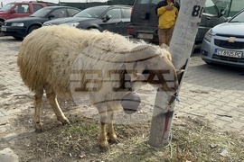 Село Дунавци - животновъди и земеделци - протест