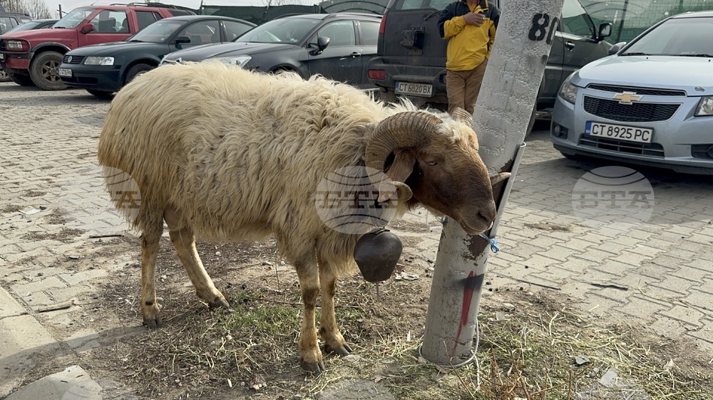 Село Дунавци - животновъди и земеделци - протест