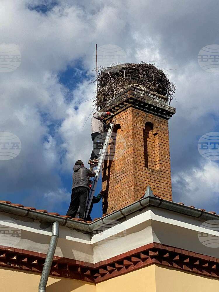 Общината в Трявна укрепи щъркеловото гнездо в центъра на града