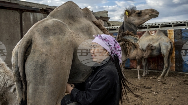 Казинформ: В Казахстан планират да понижат пенсионната възраст за пастири и овчари