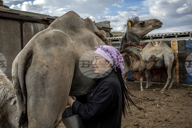 Казинформ: В Казахстан планират да понижат пенсионната възраст за пастири и овчари