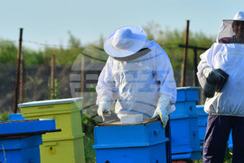 Село Лудогорци - пчелин