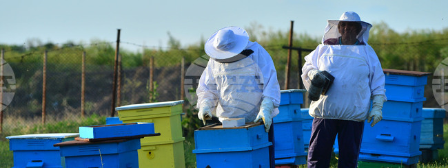 Село Лудогорци - пчелин