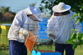 Село Лудогорци - пчелин