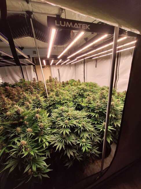 Апелативна прокуратура – Бургас: Районна прокуратура-Бургас задържа за срок до 72 часа две лица, обвинени в засаждане и отглеждане на повече от триста растения от рода на конопа 