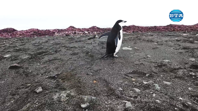 Български палеонтолози ще правят изследвания на скалите на полуостров Байес