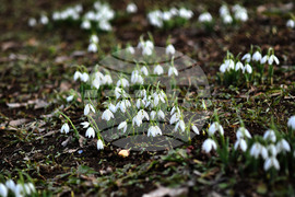 Село Голям Поровец - кокичета