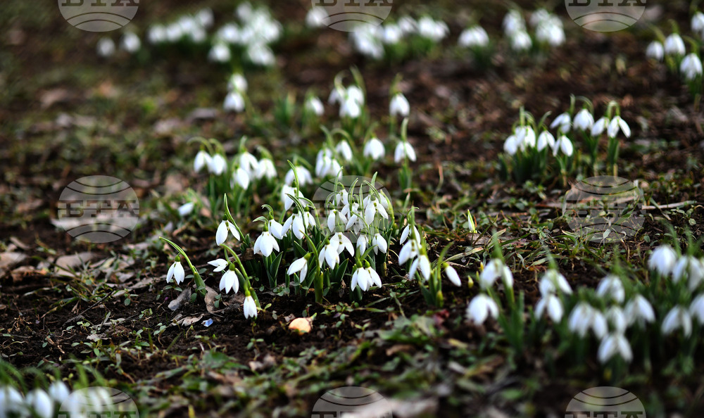 Село Голям Поровец - кокичета