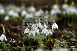 Село Голям Поровец - кокичета