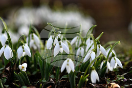 Село Голям Поровец - кокичета