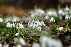 Село Голям Поровец - кокичета