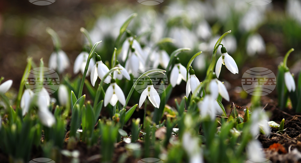 Село Голям Поровец - кокичета