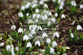 Село Голям Поровец - кокичета