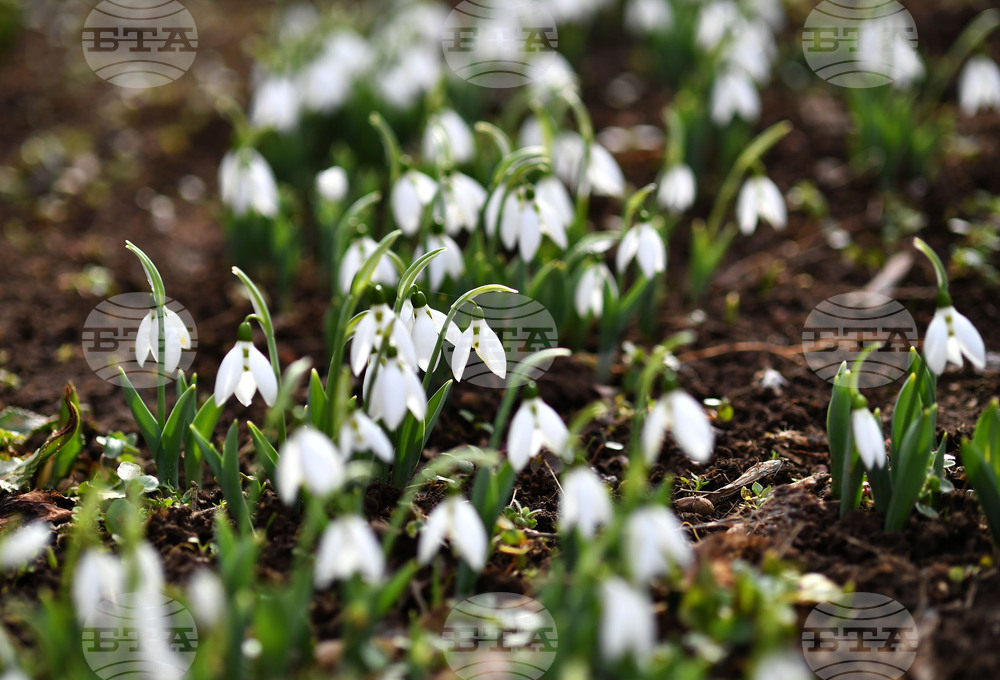 Село Голям Поровец - кокичета