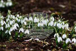 Село Голям Поровец - кокичета