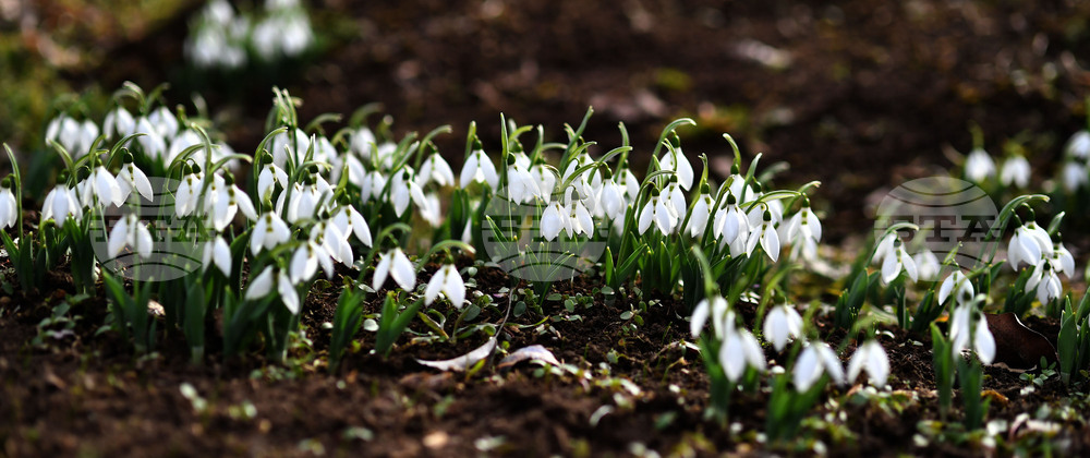 Село Голям Поровец - кокичета