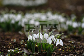 Село Голям Поровец - кокичета