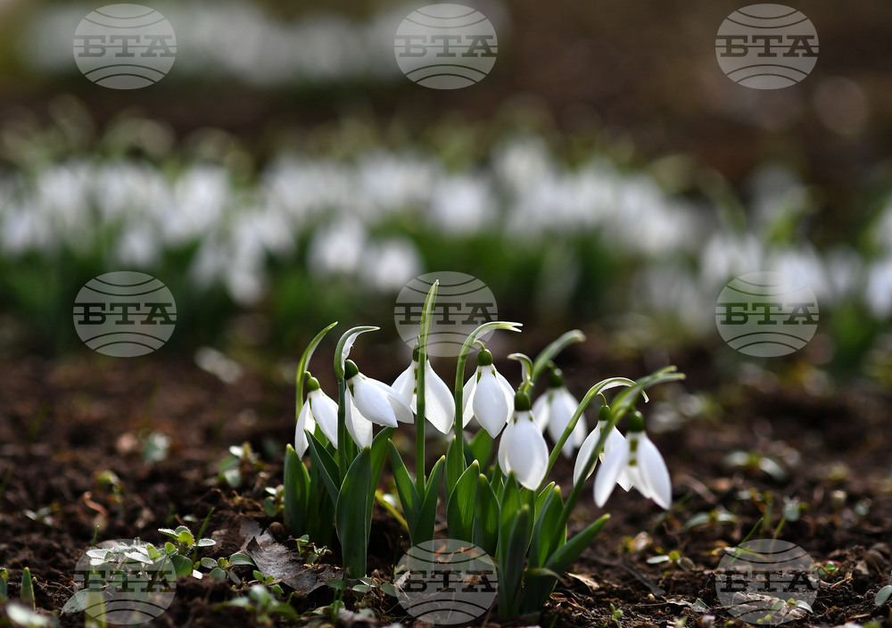 Село Голям Поровец - кокичета