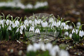 Село Голям Поровец - кокичета