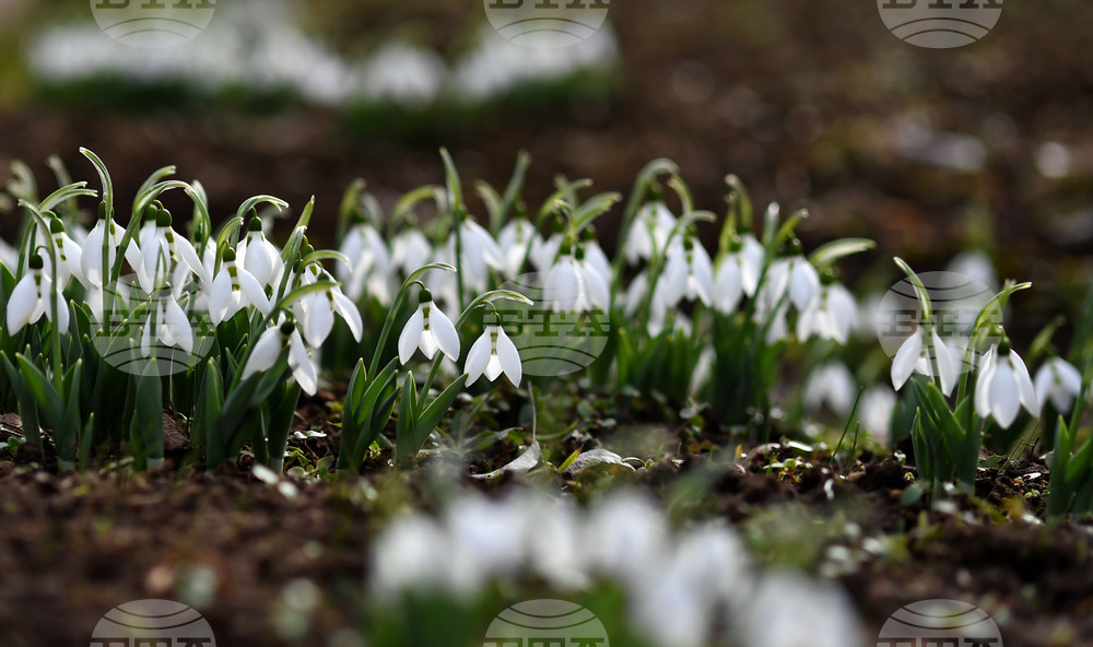 Село Голям Поровец - кокичета