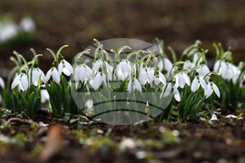Село Голям Поровец - кокичета