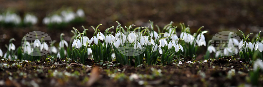 Село Голям Поровец - кокичета
