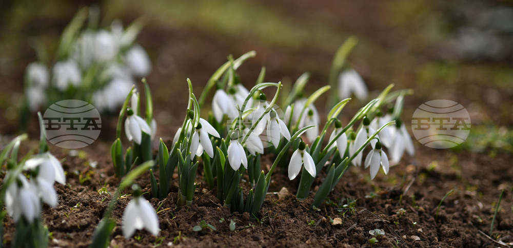 Село Голям Поровец - кокичета