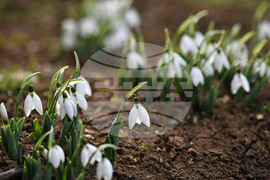 Село Голям Поровец - кокичета