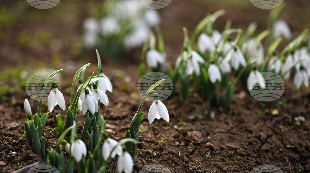 Село Голям Поровец - кокичета