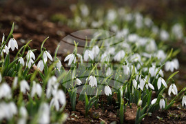 Село Голям Поровец - кокичета