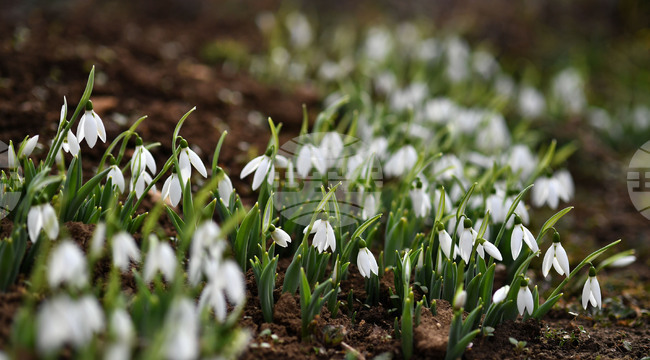Село Голям Поровец - кокичета
