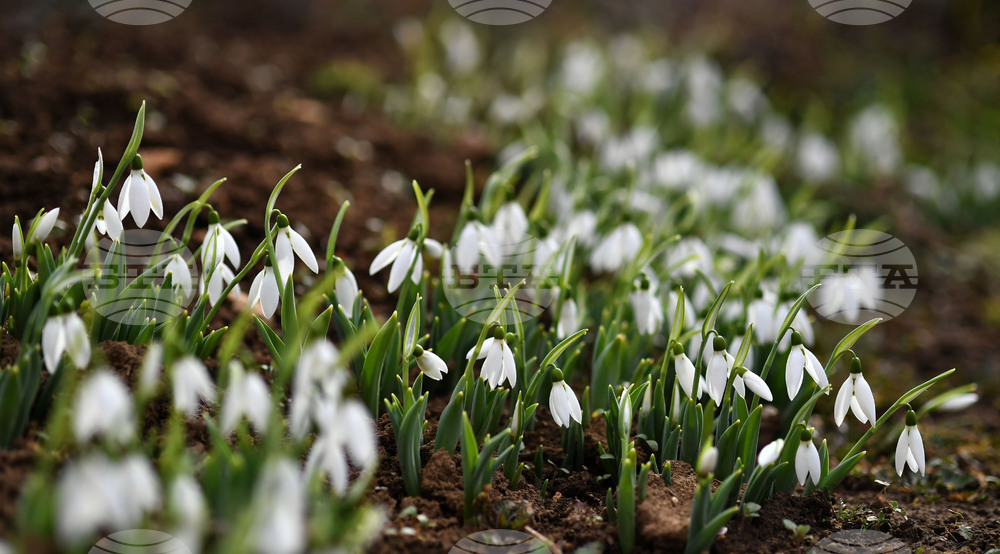 Село Голям Поровец - кокичета